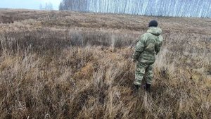 Охота на куропаток.Охота с курцхааром