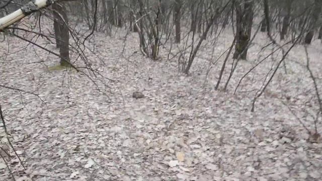 Нора Лисичек и скальп Ёжика( смотреть онлайн