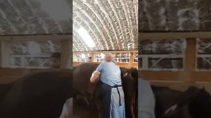 Ректальное исследование коров