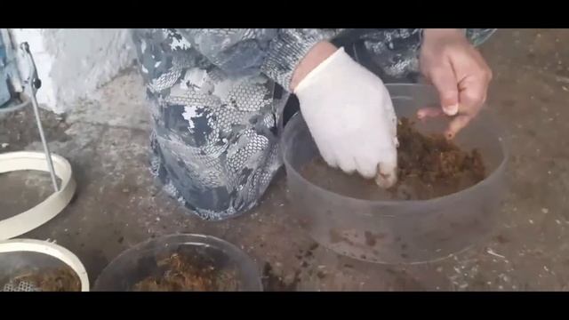 Пищеварение у крс. Сепарация навоза крс.
