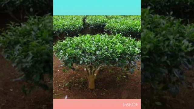 День чаю смотреть онлайн