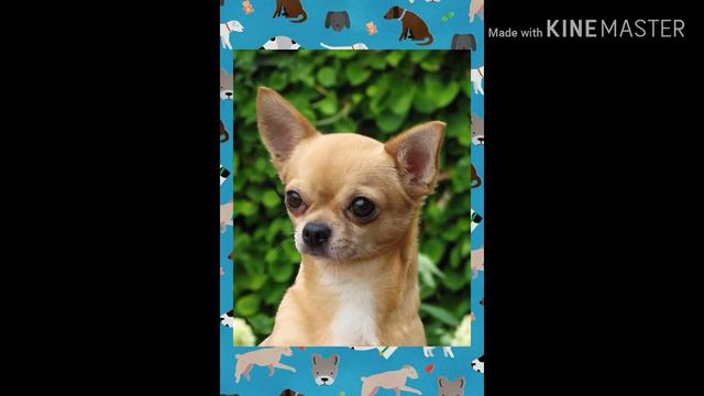 Клип про чихуахуа смотреть онлайн