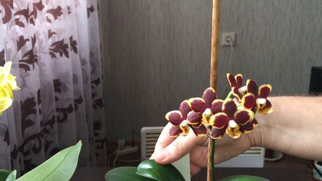 Полный роспуск орхидей Papageno и Golden Pixi