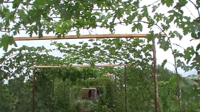 Шпалера для виноградника смотреть онлайн