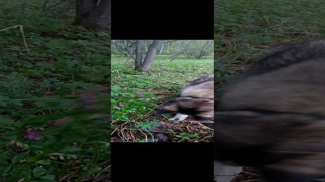 Моя собака ест лесные цветы