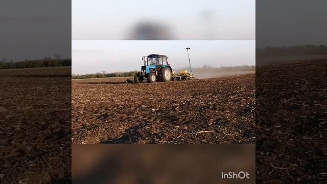 Посев подсолнечника 2020