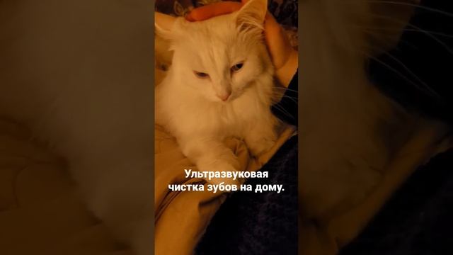 ?ЧИСТКА ЗУБОВ ЖИВОТНЫМ?Планируем ультразвуковую чистку дома. [JANNA FET] #коты #кошки #котики