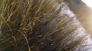 Самая интересная и увлекательная рыбалка. Ловим сазана сачком.