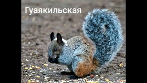 Основные виды белок ??