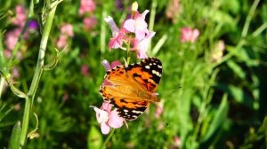 Красивая музыка Сергея Чекалина!Сборник ЛУЧШИХ Мелодий от которых мурашки по телу! Для вас с любовь