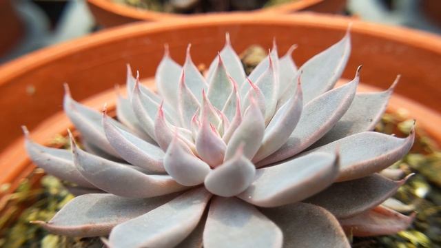 Graptopetalum rusbyi syn 多肉植物辨識 銀天女 смотреть онлайн