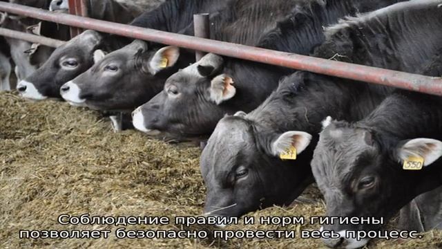 Осеменение коров смотреть онлайн