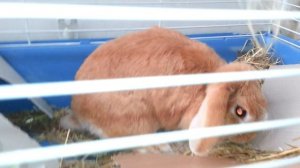 Почему нельзя заводить домашних кроликов?