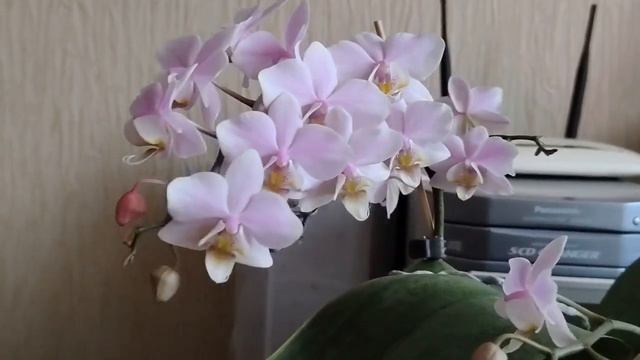 Первичный гибрид, фаленопсис Пинлонг Черии. (Phal. Pinlong Cherry (schilleriana x Cassandra)) смотреть онлайн
