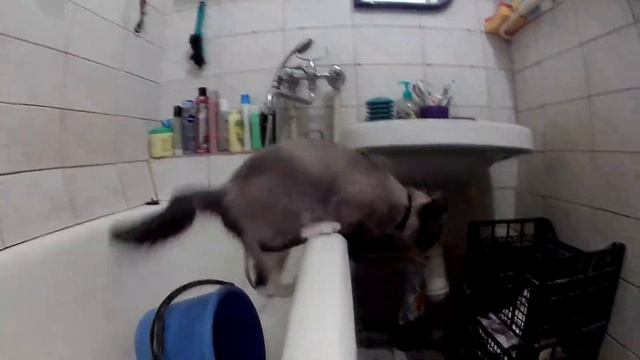 Котяра скользит по ванне... смотреть онлайн