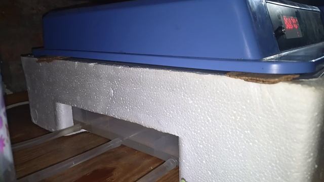 инкубатор ряба 64.  двадцатый день.