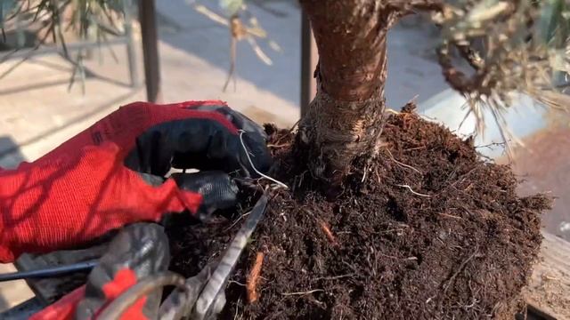 Как сделать бонсай из сосны и можжевельника?