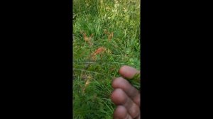 Деревья наших лесов. Как отличить пихту от ёлки