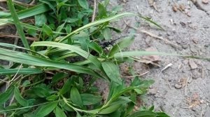 Древоточцы Жук- Усач. Нашествие