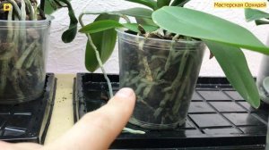 Как ПОЛИВАТЬ орхидеи ЗИМОЙ?  Что НУЖНО ЗНАТЬ о ЗИМНЕМ ПОЛИВЕ  на подоконнике