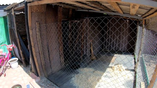 Купили кур. Заселяем курятник. смотреть онлайн