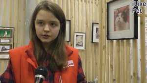 Норвежская лесная кошка. Особенности. Уход