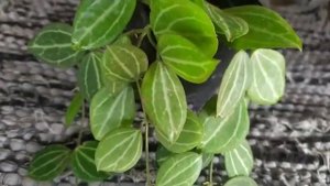 Dischidia Ovata/ Watermelon Dischidia/ general care