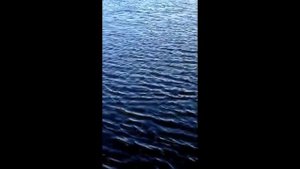 Охота и Рыбалка Белуга 104кг
