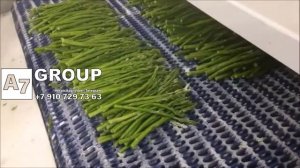 Линия заморозки спаржи 1000 кгч