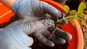 Перевалка Гортензии крупнолистной из зеленых черенков. Ура!!!