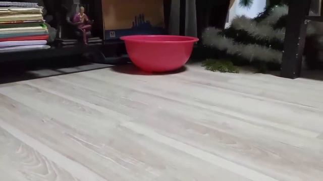 Какое место стало любимым в последнее время для нашего бельчонка...!??The squirrel's favorite place смотреть онлайн