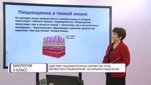 Биология. 9 класс. Действия пищеварительных ферментов. Роль ферментов в пищеварении /13.10.2020/
