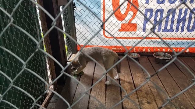 ✅VLOG: ПАРК ГОРЬКОГО ЛУЧШЕ ЧЕМ У СОБЯНИНА смотреть онлайн