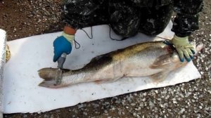 чистка судака рыбочисткой электрической