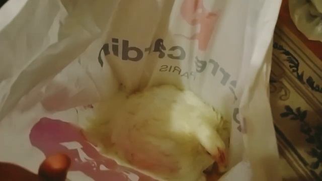 Бройлеры в квартире подрастают/вес бройлера в 45 дней/варим тушёнку из бройлеров