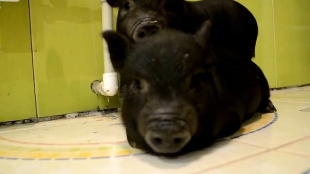 Вьетнамские малыши!!!!!Прогулки по дому!!!!! Поросята просто жесть!!!!!!! смотреть онлайн