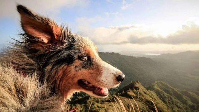 Собаки - Проводники Нашего Мира , Знаки Которые Дают Собаки И Как Они Являются Предвестником Событи смотреть онлайн