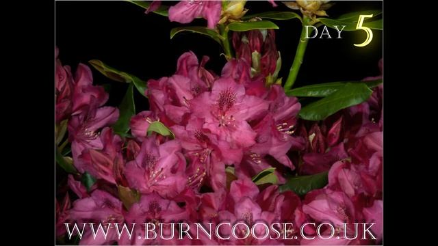Rhododendron 'Nova Zembla' flower opening - timelapse - slow motion смотреть онлайн