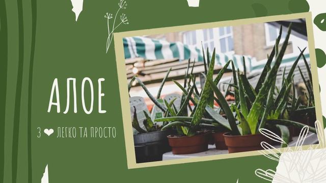 ТОП 10 кімнатних РОСЛИН для ВАННОЇ кімнати без вікон 🌿🍀 🎋 смотреть онлайн