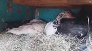 Две индоутки в одном гнезде