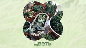 Комнатные растения дома. Пересадка суккулентов 5 часть.