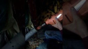 Как быстро рушить  кукурузу!