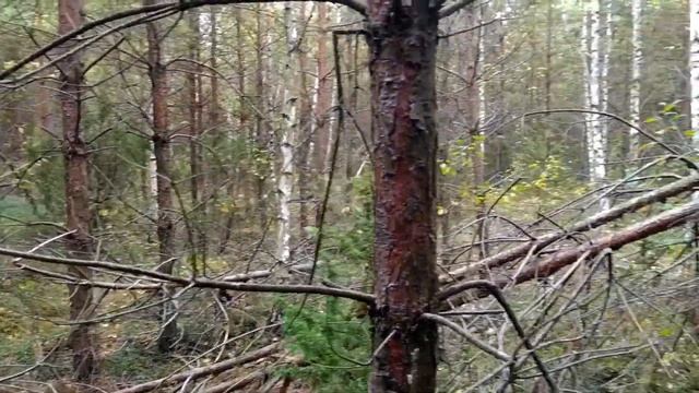 За  Грибами. Подберёзовики и Подосиновики. Сбор грибов. Осень 2022г. Беларусь