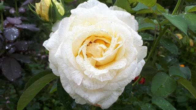 РОЗА ПИНК ПАРАДИЗ ??? И ЕЁ ПОДРУЖКИ ???.. смотреть онлайн