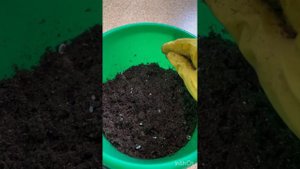 Укореняю черенки пеларгоний в торфе 🌺 2 способ 🔥🔥🔥