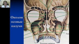 Оториноларингология №3 "АФО носа и придаточных пазух носа"