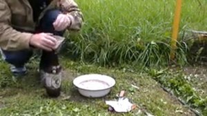 как пробудить споры белого гриба