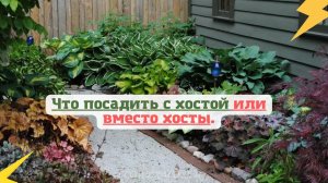 Что посадить с хостой или вместо хосты.???