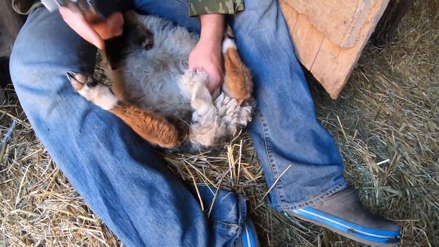 Методическое пособие ОВЦЕВОДАМ, как правильно кастрировать барана. смотреть онлайн