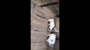 Щенки первого помёта